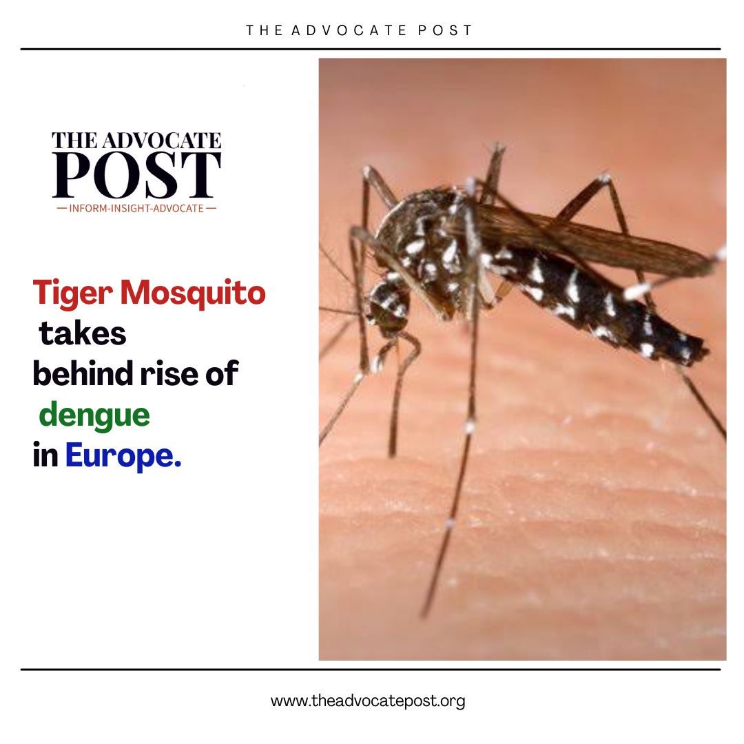 Read more about the article Tiger Mosquito takes behind rise of dengue in Europe