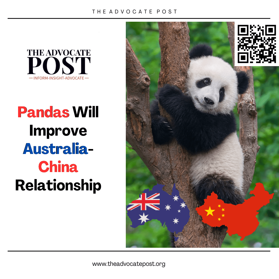 Read more about the article Pandas Will Improve Australia-China Relationship