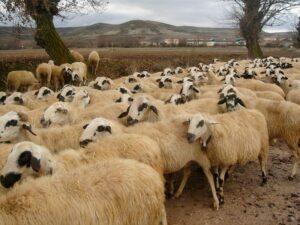 King of Morocco Asks Citizens to Refrain from Slaughtering Sheep for Eid al-Adha